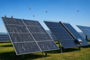 découvrez comment les fientes d'oiseaux affectent la performance des panneaux solaires et les solutions efficaces pour préserver et optimiser votre production d'énergie solaire.